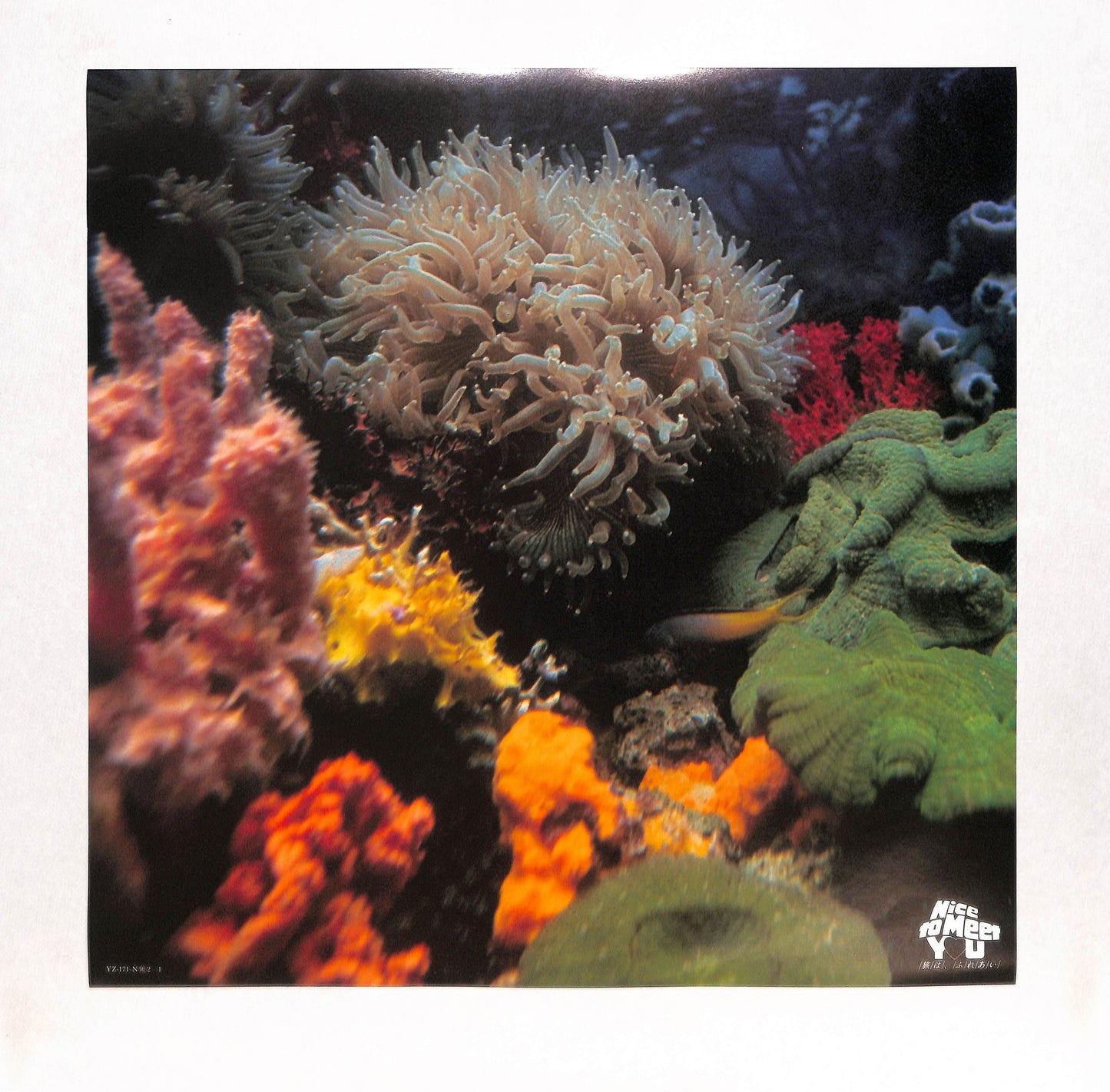 The South Pacific Islands