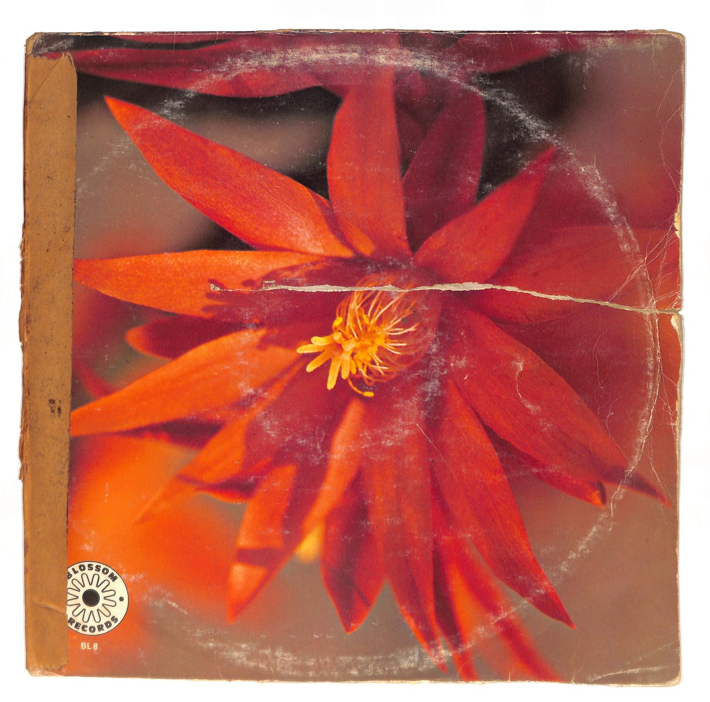 Muito Obrigado (Thank You Very Much)