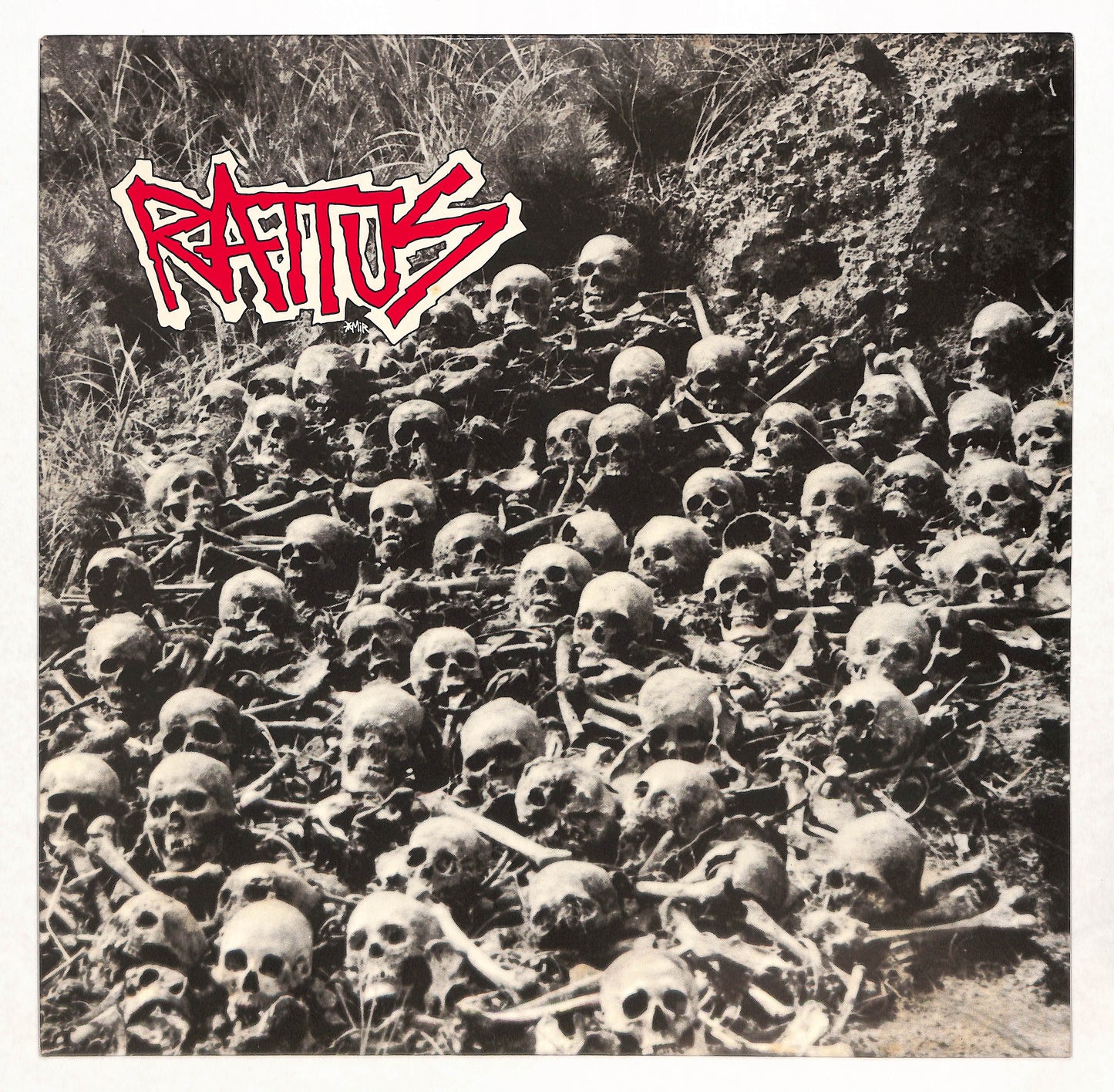 Rattus